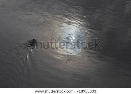 Duck swimming in lake. Sky and sun reflecting in water