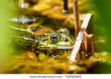 Green frog sitting in the pond