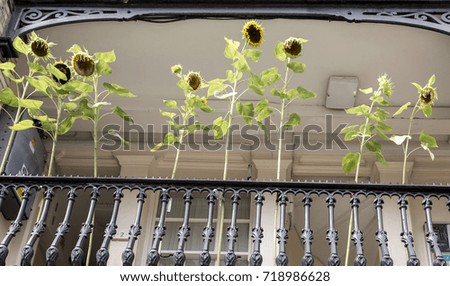 Sunflowers street decoration
