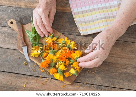 Hands with fresh calendula flowers