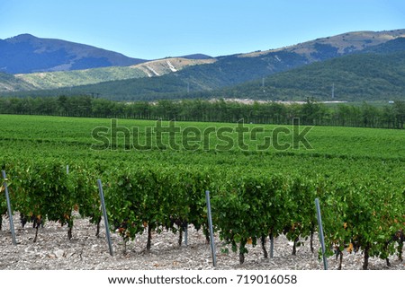 Beautiful and green grape fields near the mountains in summer