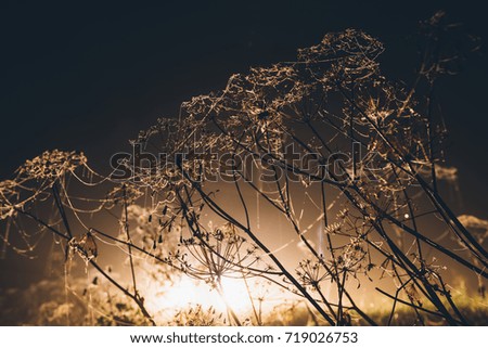 plants in the web at night