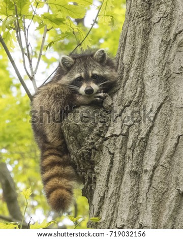 Raccoon near Big Rock at the Morton Arboretum in Lisle Illinois 