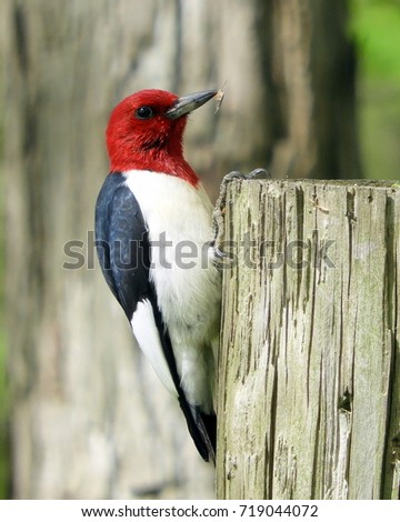 Red-headed woodpecker with an insect in its beak 