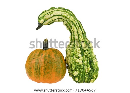 Colorful ornamental pumpkins and gourds isolated on white background. Decorative gourds on white background.