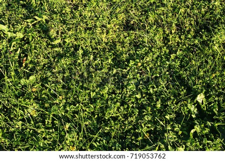 A background of bright green grass on the field during in summer. The texture of the grass (sedge, clover, bluegrass) in the last rays of the sun. Place for text. A vintage effect. Photo is filtered. 