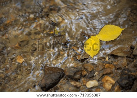 Autumn yellow leaves fallen in a stream