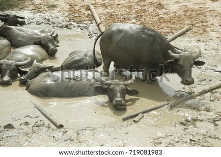 Water buffalo  in mud pond