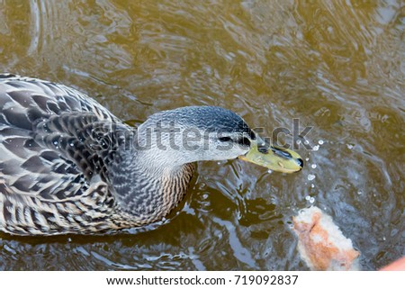 Duck eating bread, splashing water