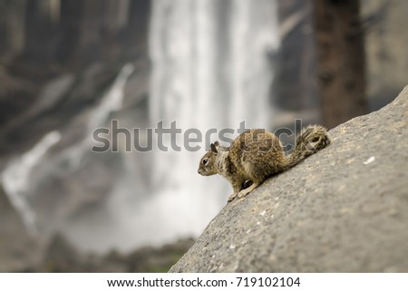 Portrait of a squirrel at the edge of a rock posing in front of a waterfall. Captured while hiking to Vernal Falls in Yosemite National Park. 