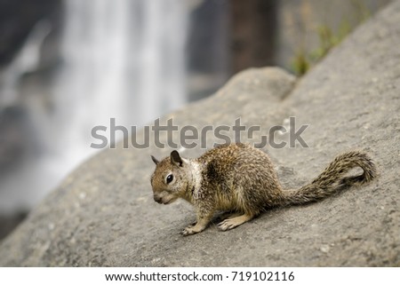 Portrait of a squirrel on a gray rock posing in front of a waterfall. Captured while hiking to Vernal Falls in Yosemite National Park. 