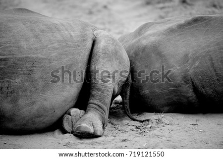 Two rhinos sit back to back blocking a dirt road on a African Safari.