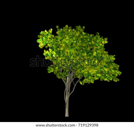 Tree Isolated on Black background, 3D Illustration.