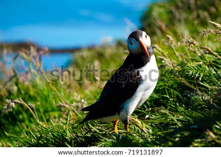 Beautiful Puffin looking directly at the camera, posing for the picture. Photo taken on the Island of Mull, Scotland.