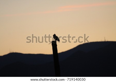 Great Horned Owl at dusk - Whitewater Draw, Sierra Vista, Arizona