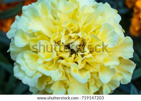 Macro photo of a white carnation flower close-up with the increase in the fine details on a green background