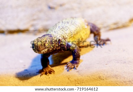 lizard on sand, blur background. Eye contact