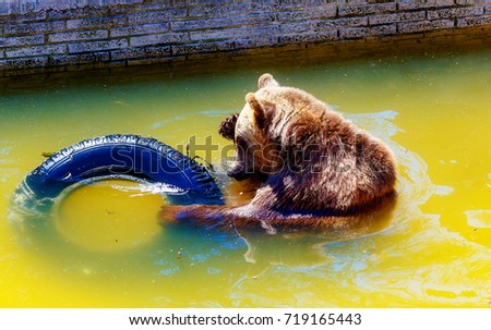 bear playing with tires. Brown european bear