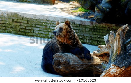 Brown european bear face, Ursus arctos arctos