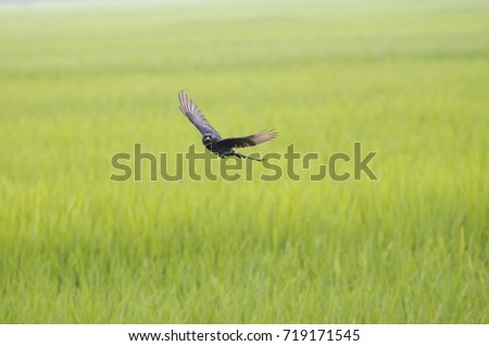 bird flying black drongo with spread wings in air over green rice field in the air free hunting catching insects in rural area village