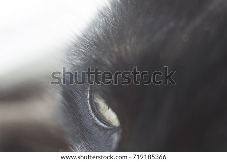 cat's eye close up
