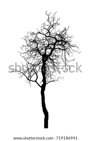 Silhouette dead tree isolated on white background for scary or death with clipping path.
