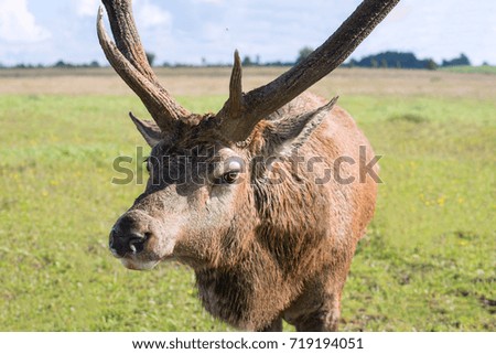 Deer portrait.