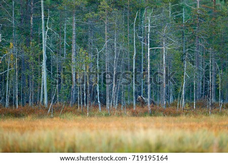 Bear hidden in yellow pine and birch forest. Beautiful brown bear walking around lake with autumn colours. Dangerous animal in nature meadow habitat. Wildlife scene from Finland.