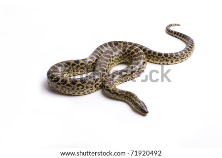 Close up photo of huge and dangerous yellow anacondas (Eunectes notaeusready to attack on white background isolated, a lot of copyspace available, macrophotography