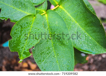 Green Leaves with Water Drops