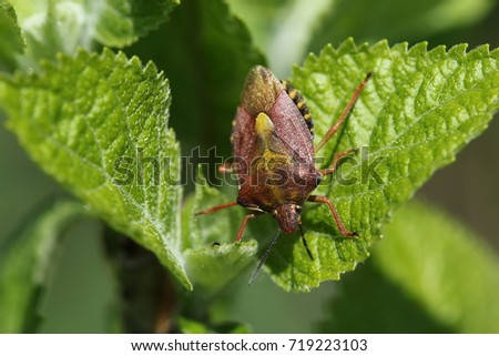 Bedbug on a green leaf