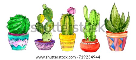 the cactus drawn with a watercolor