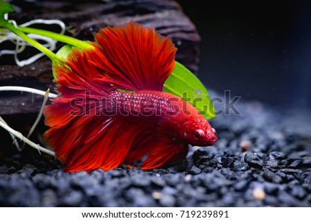 Close up of Red half moon  Siamese fighting fish in a fish tank