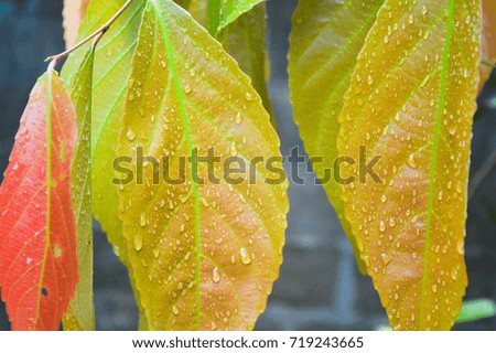 Green Leaves with water drops