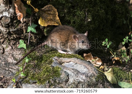 Brown Rat, Norway Rat, Rats, Rattus norvegicus Royalty-Free Stock Photo #719260579