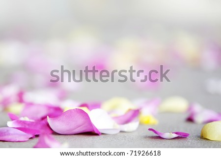 rose petals on sidewalk