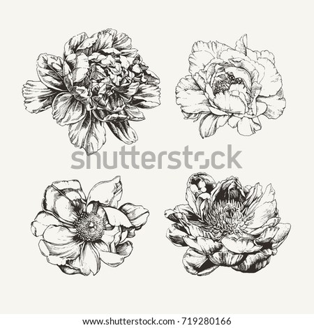Ink drawn peony flowers