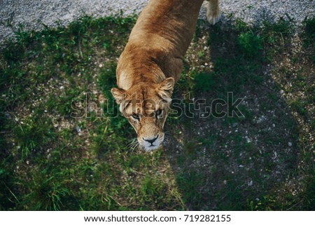 a tiger looks at the camera, nature, animal                               