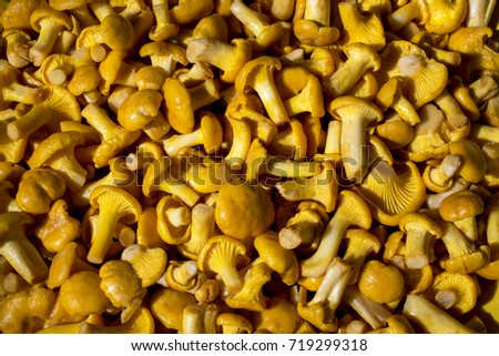 many scattered mushrooms-chanterelles on a flat surface and flooded with sunlight: an appetizing joyful picture, high contrast and dramatic edition