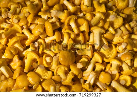 many scattered mushrooms-chanterelles on a flat surface and flooded with sunlight: an appetizing joyful picture, intensely bright, color-rich variation