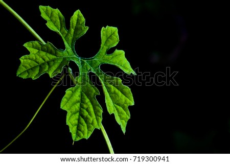 Ivy gourd leaf on black background.