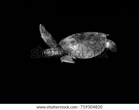Black n White Sea Turtle 