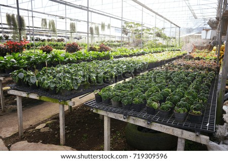 Greenhouse Plant, Royal Project , Doi Inthanon, Chiang Mai, Thailand