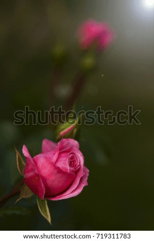 Pink rose in a beautiful sunny glow