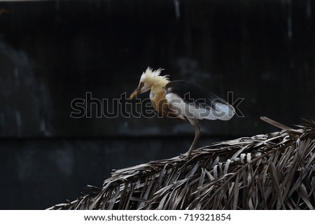 Javan Pond Heron bird on the dry leaves, wait for victim in the marsh, bird in tropical zone.