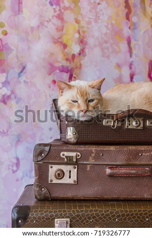Thai white with red marks cat with blue eyes sits inside vintage suitcases on a pink background toned picture close-up shallow depth of field