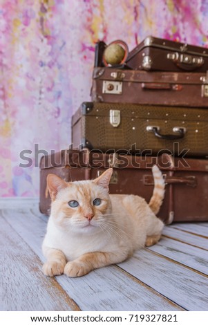 Thai white with red marks cat with blue eyes sits near vintage suitcases on a pink background toned picture close-up shallow depth of field