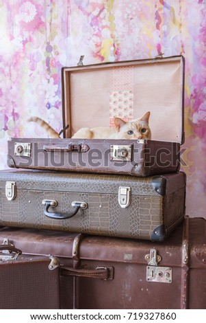 Thai white with red marks cat with blue eyes sits inside vintage suitcases on a pink background toned picture close-up shallow depth of field