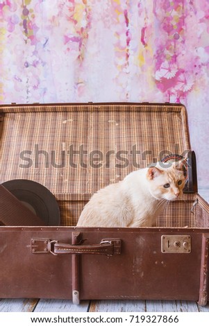 Thai white with red marks cat with blue eyes sits inside vintage suitcase on a pink background toned picture close-up shallow depth of field
