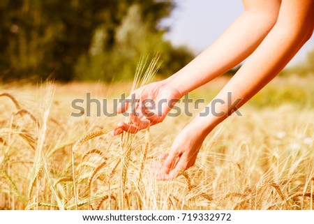 Image of man's hands with rye spikelets
